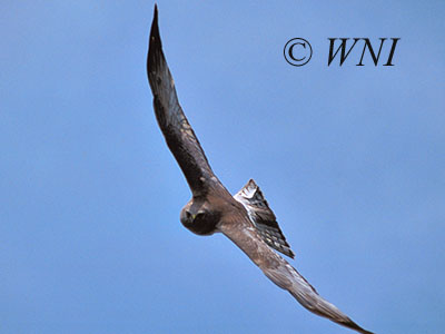 Northern Harrier (Circus hudsonius)